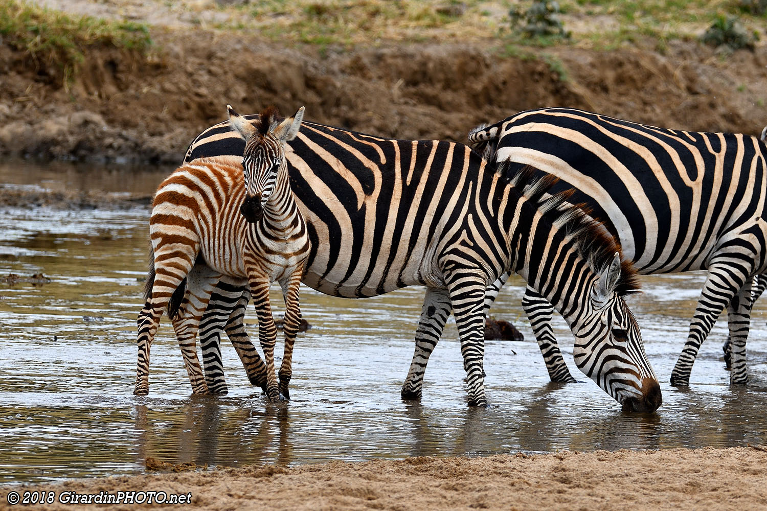 Zèbres à la Tarangire River