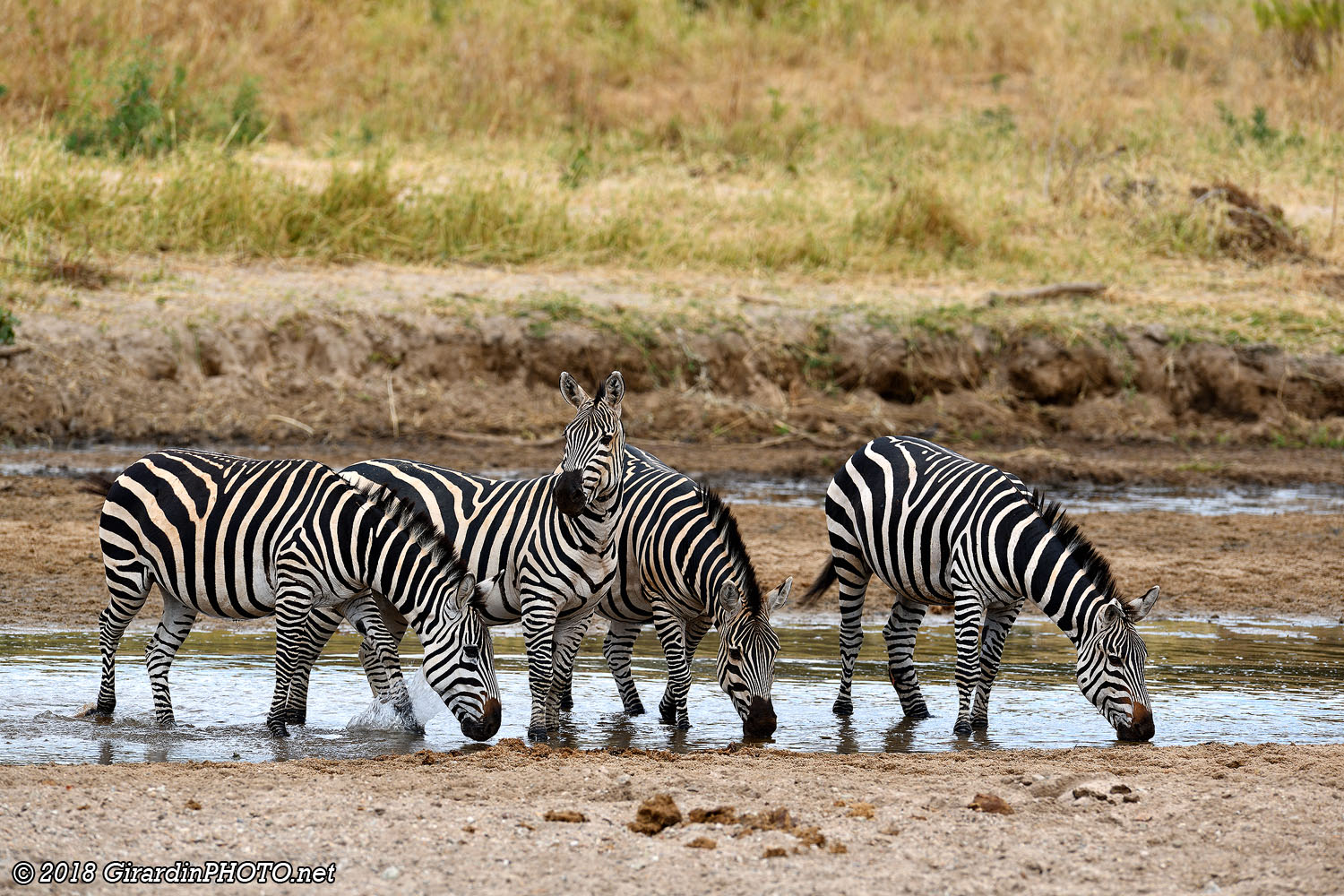 Zèbres à la Tarangire River