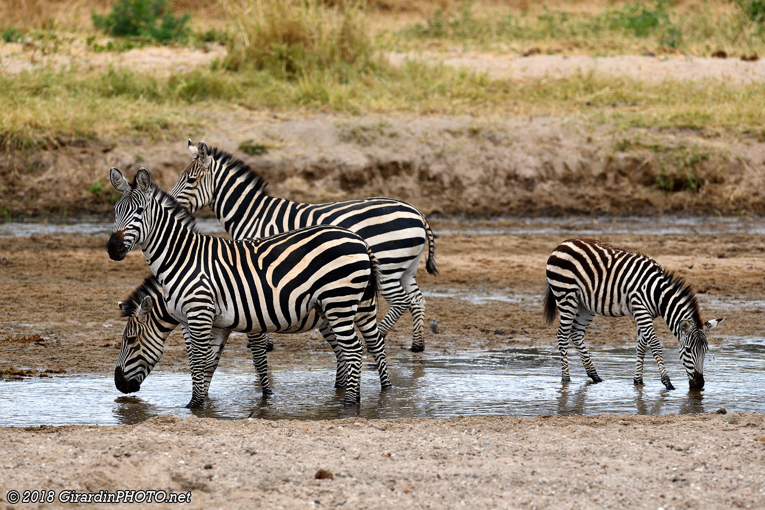 Zèbres à la Tarangire River