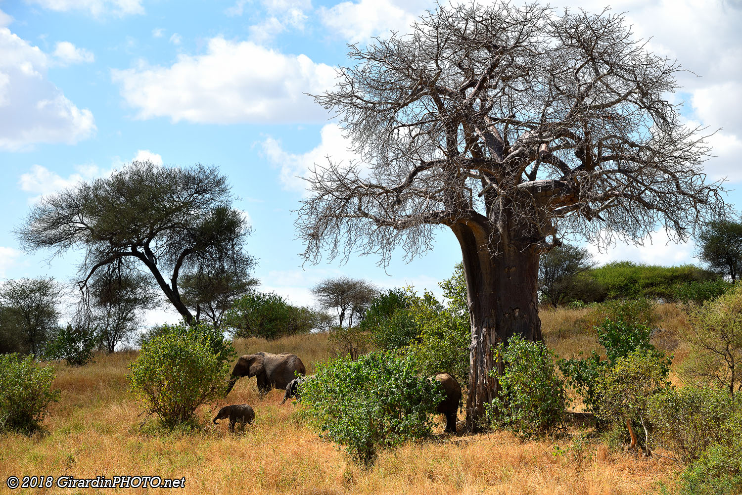 Eléphants et baobabs sont les symboles du Tarangire National Park