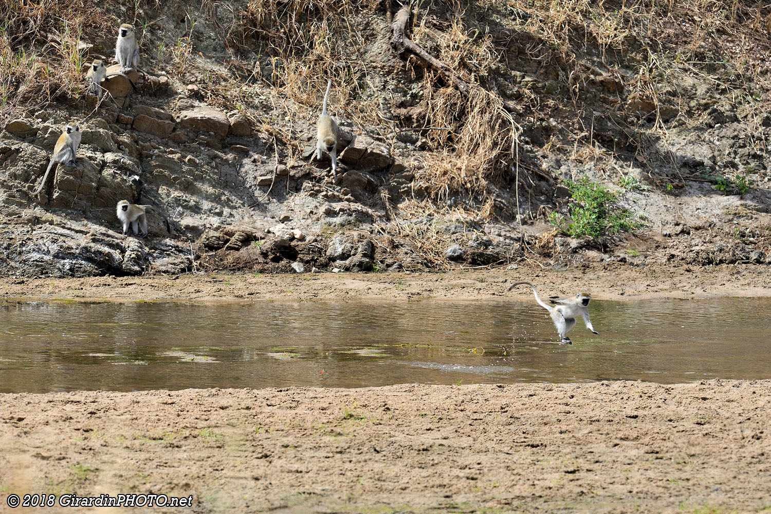 River crossing pour les vervets