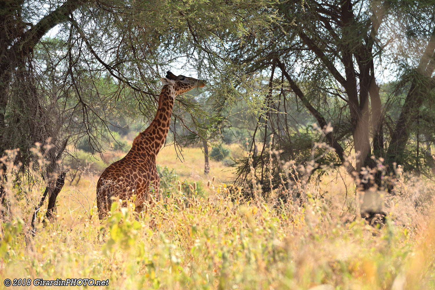 Girafe