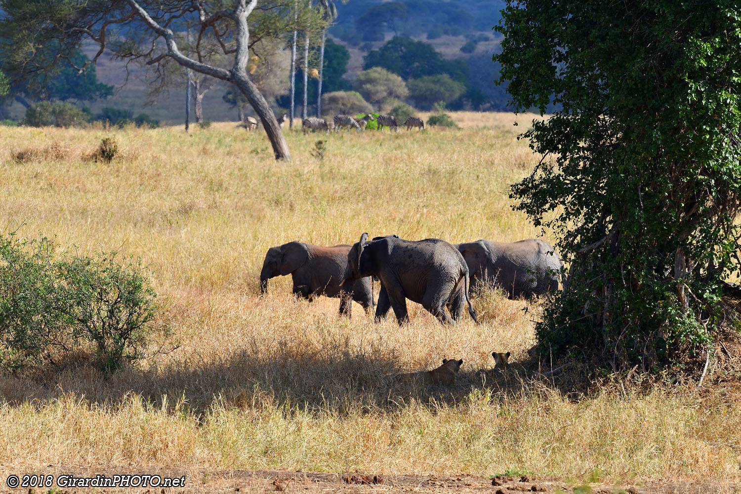 Rencontre entre des éléphants et des lions