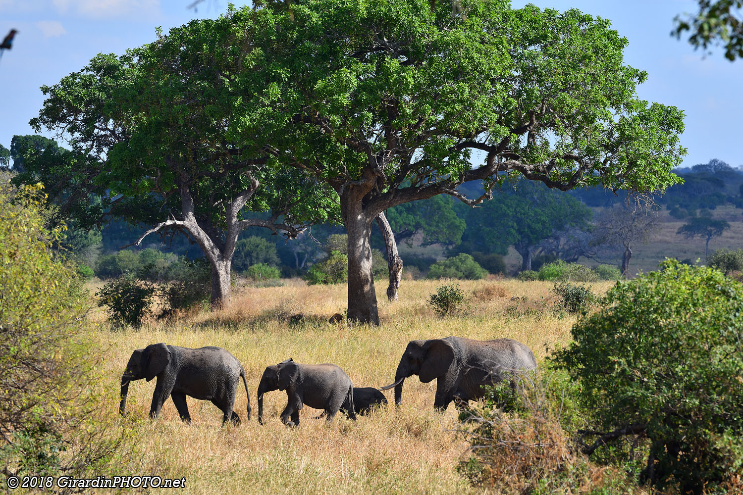 Cherchez le roi de la savane (si vous ne le trouvez pas, cliquez sur l'image !)