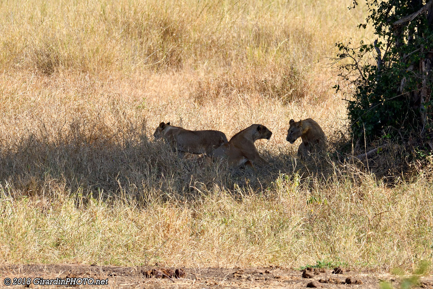 Finalement, les lions décident de céder la place aux éléphants
