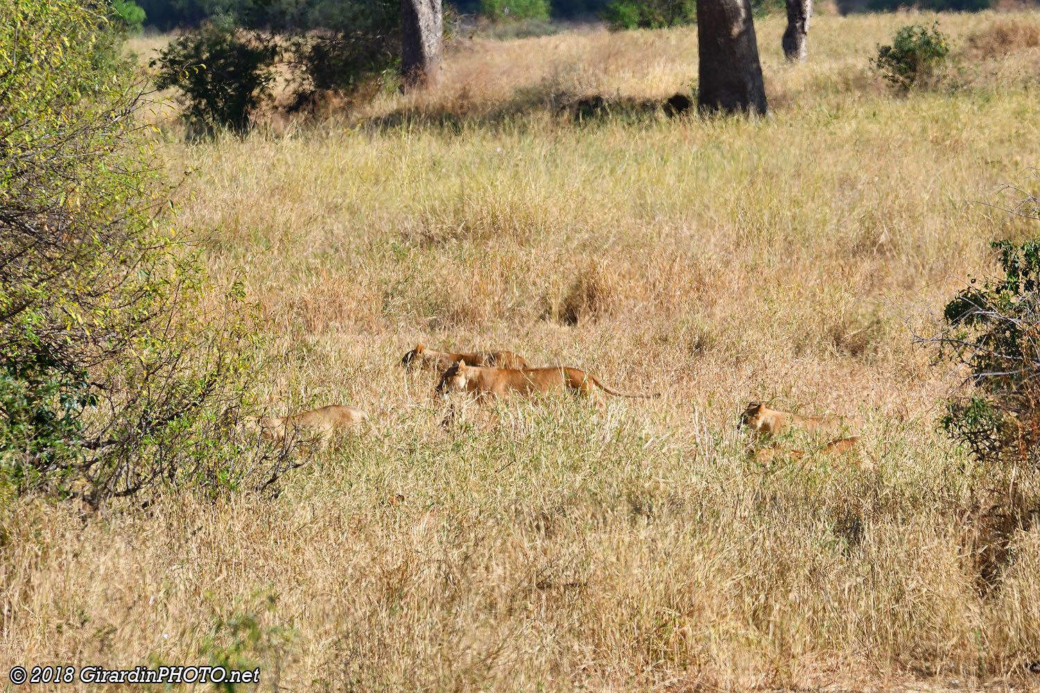 Lions en fuite