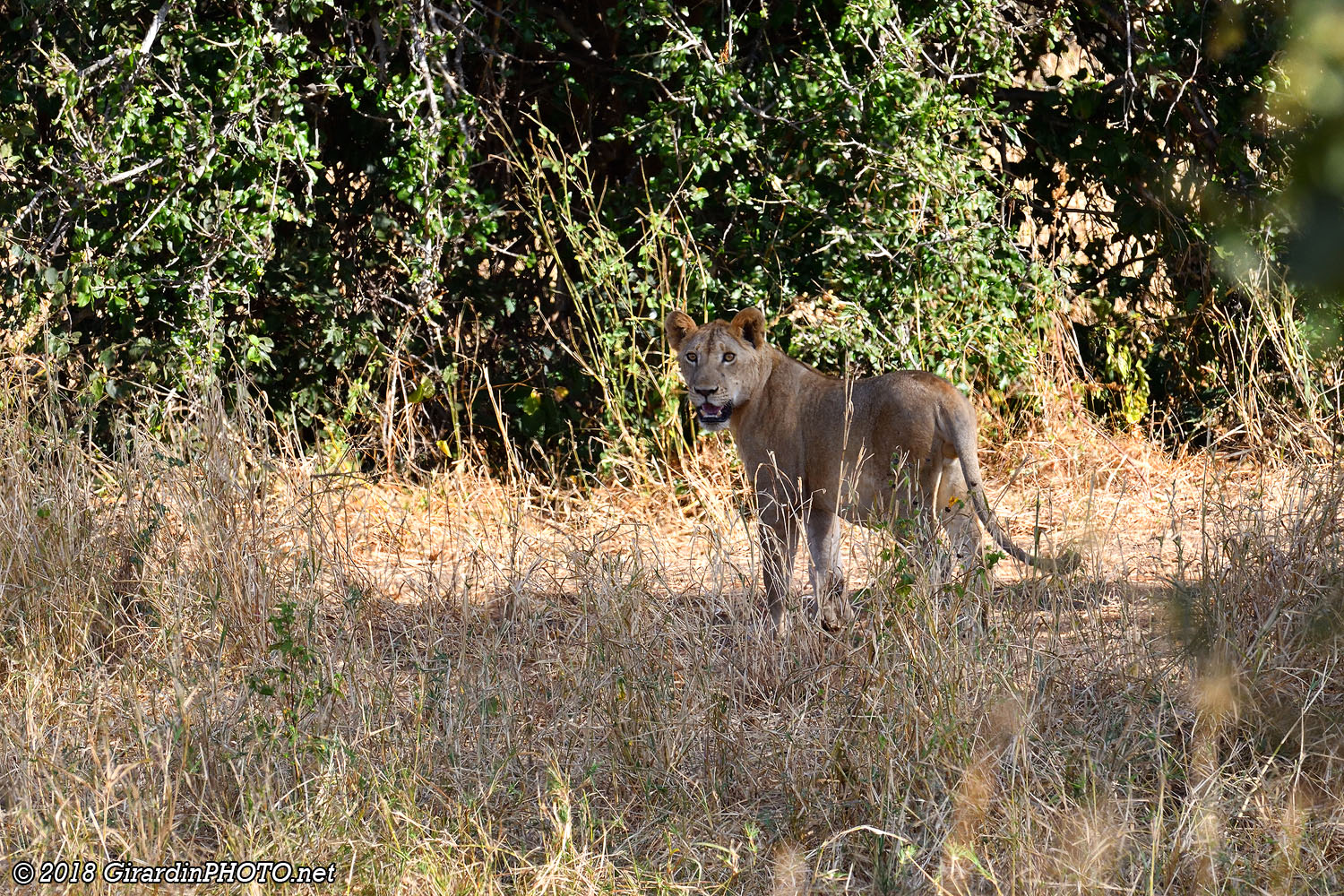 Jeune lion
