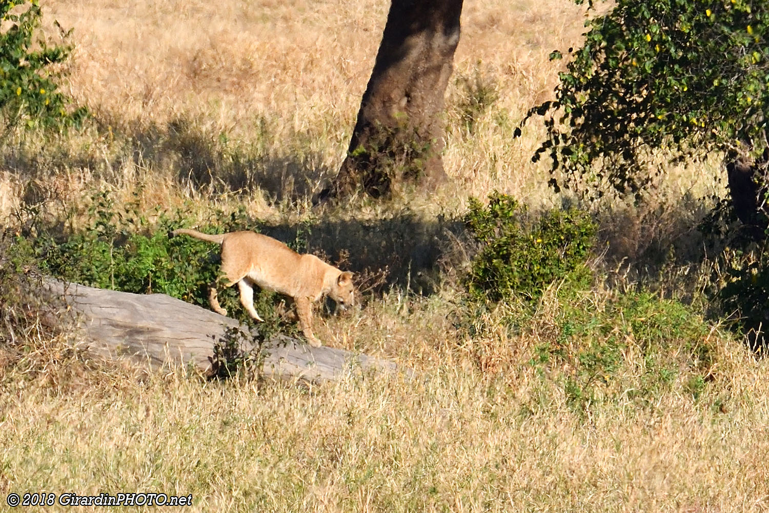 Jeune lion