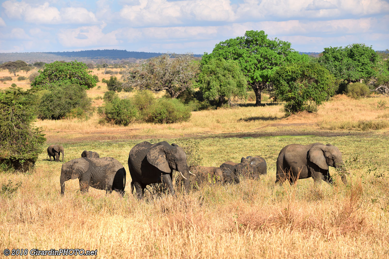 Famille d'éléphants