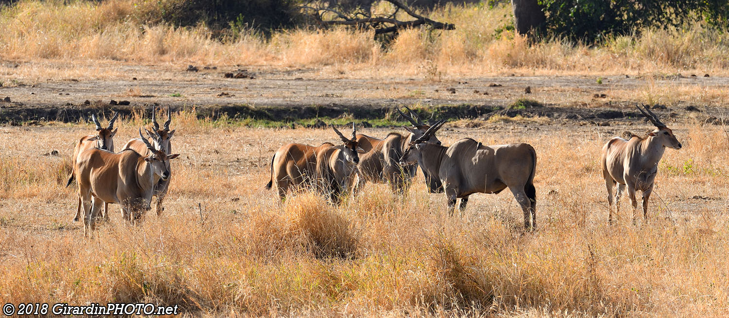 Elands du Cap