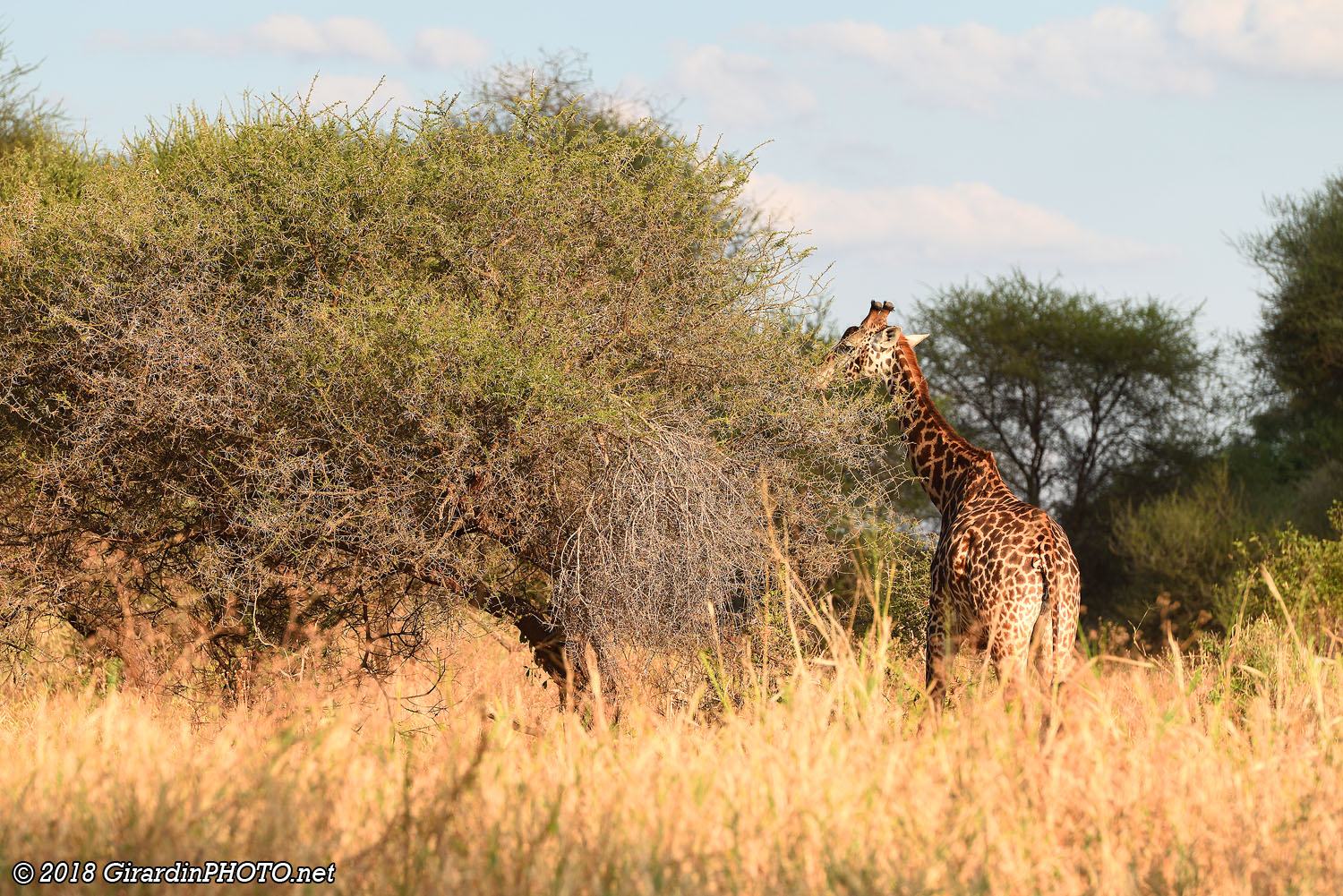 Girafe