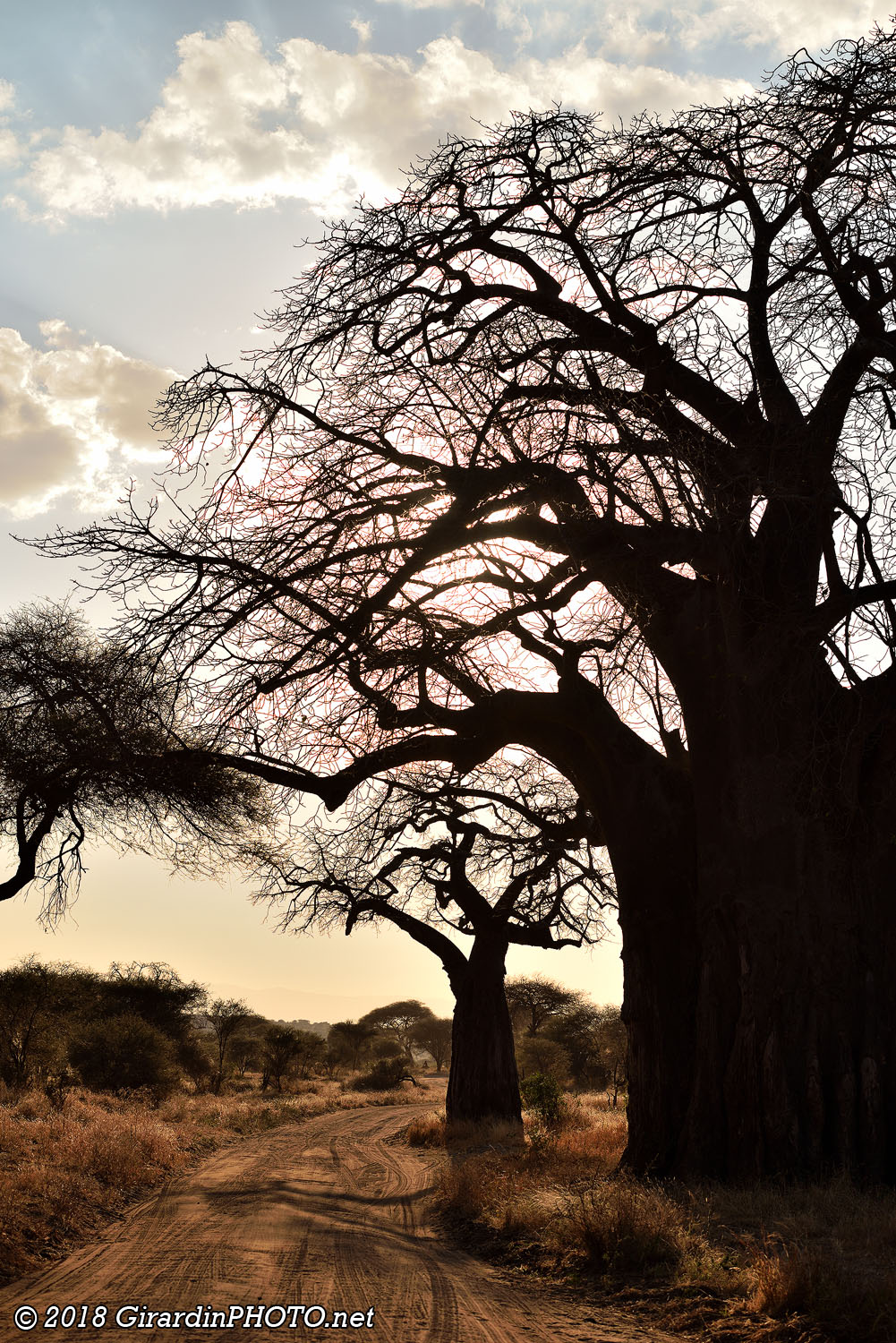 Piste du Tarangire National Park