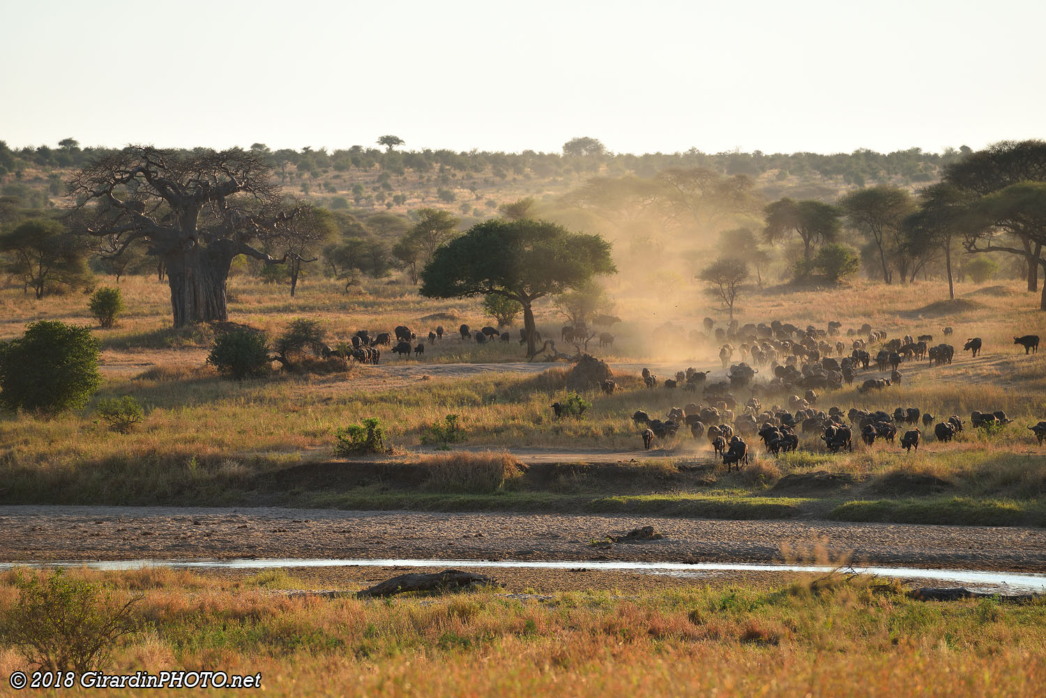Une horde de buffles arrive à la rivière