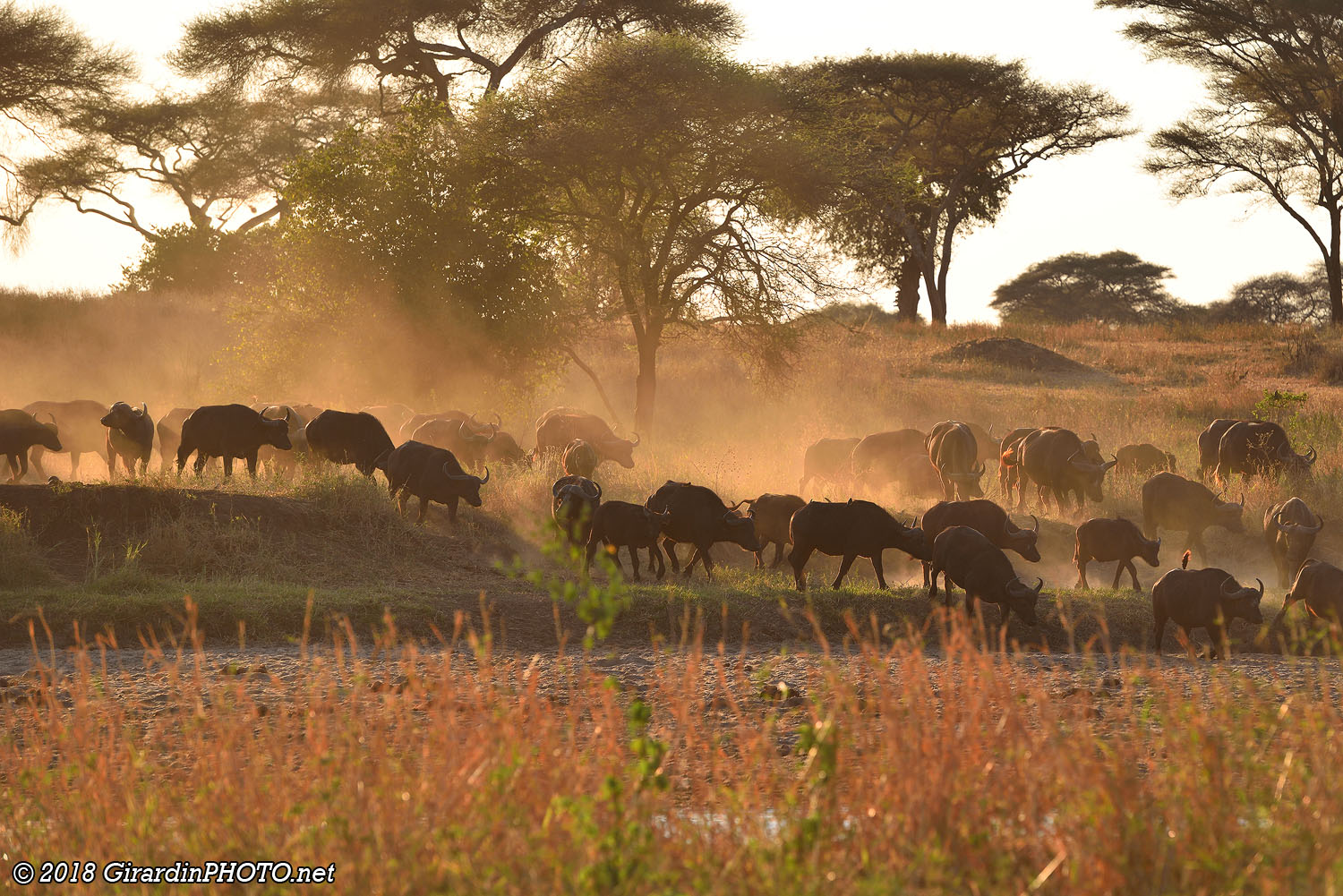 Les buffles descendent dans le lit de la Tarangire River