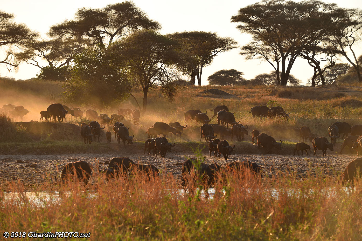 Buffles à la rivière