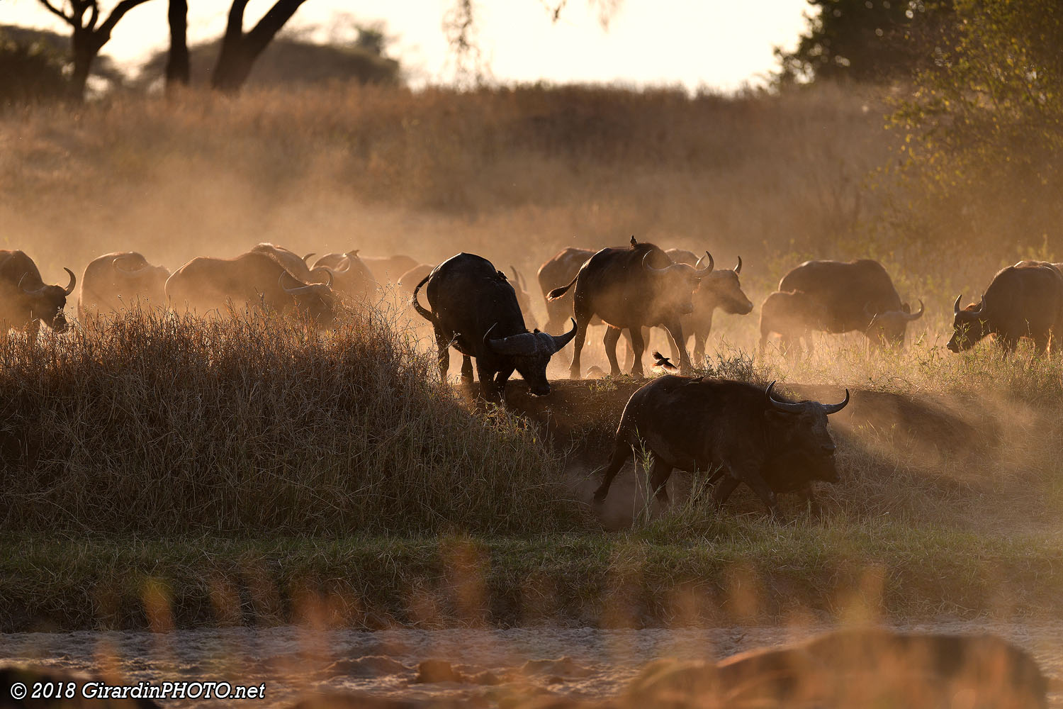 Buffles au coucher du soleil