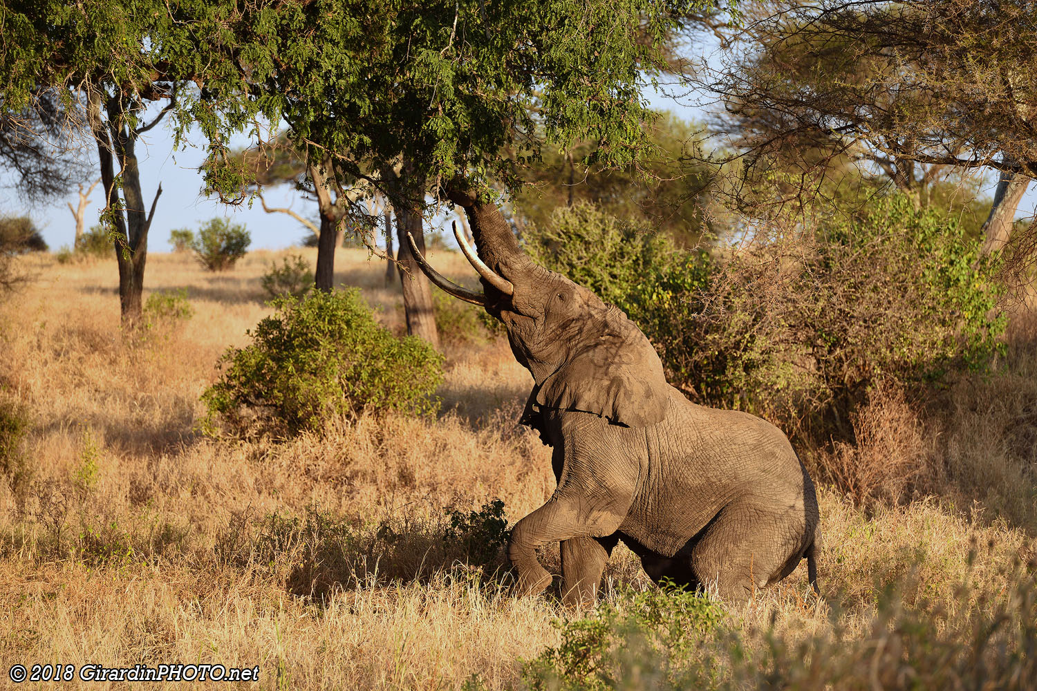Eléphant en quête de feuilles tendres