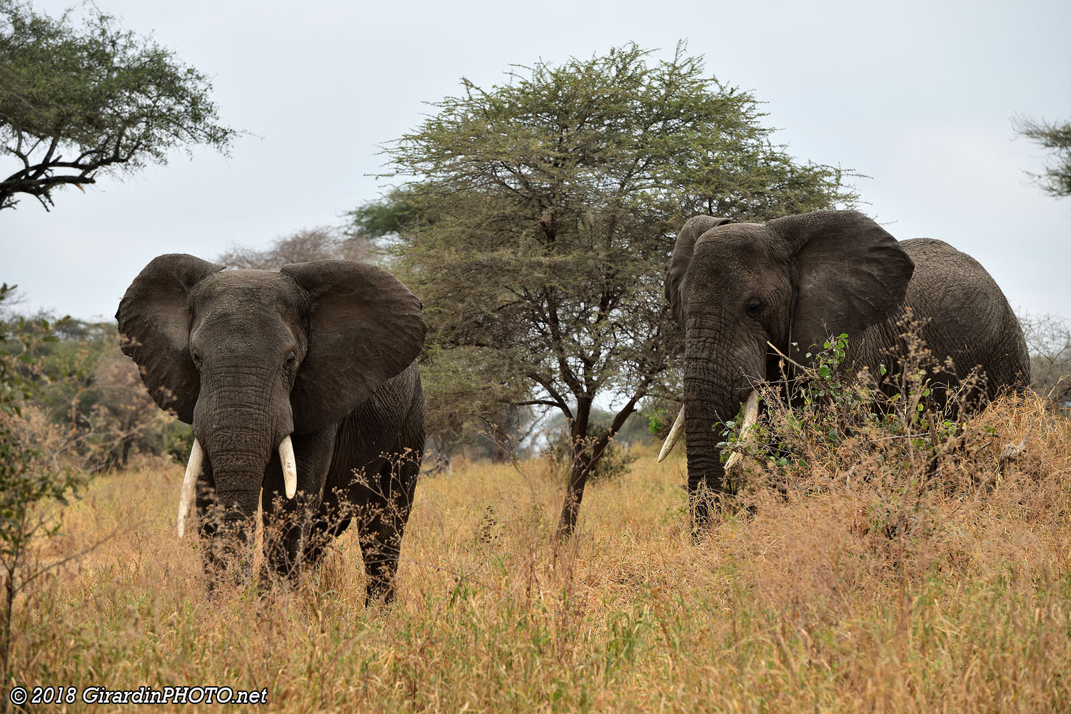 Deux éléphants et ...
