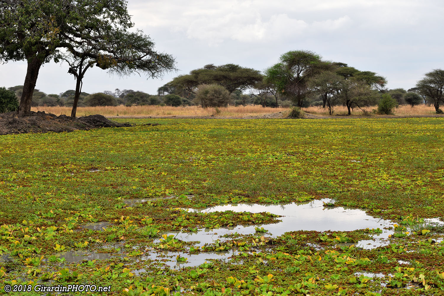 Premier waterhole désert