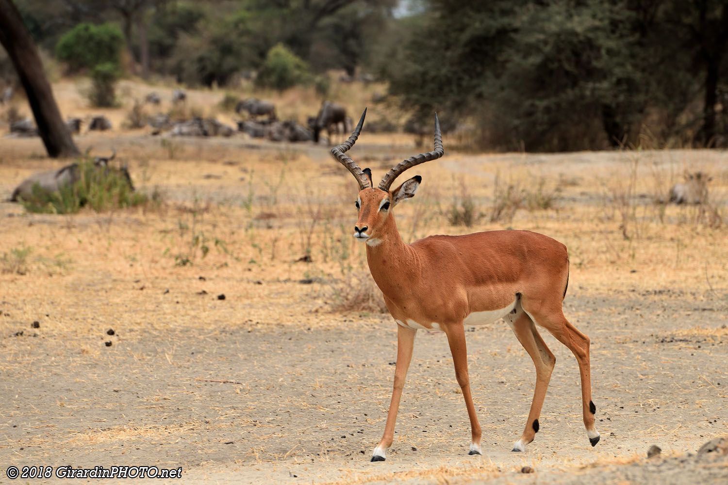 Impala mâle