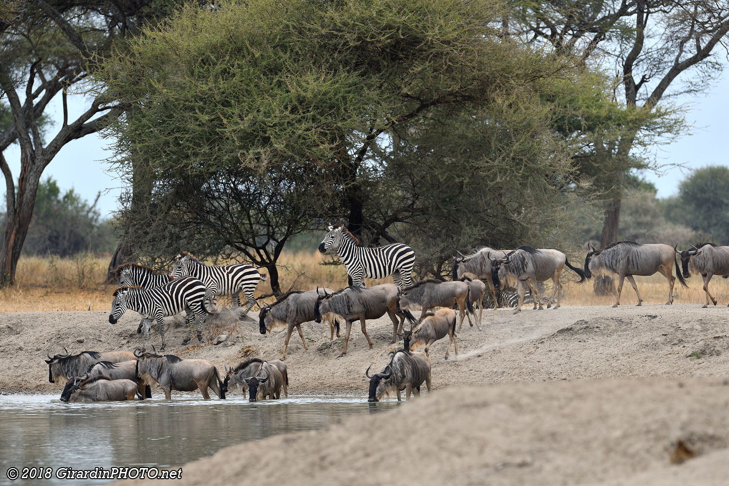 Après les zèbres, c'est au tour des gnous de profiter du waterhole