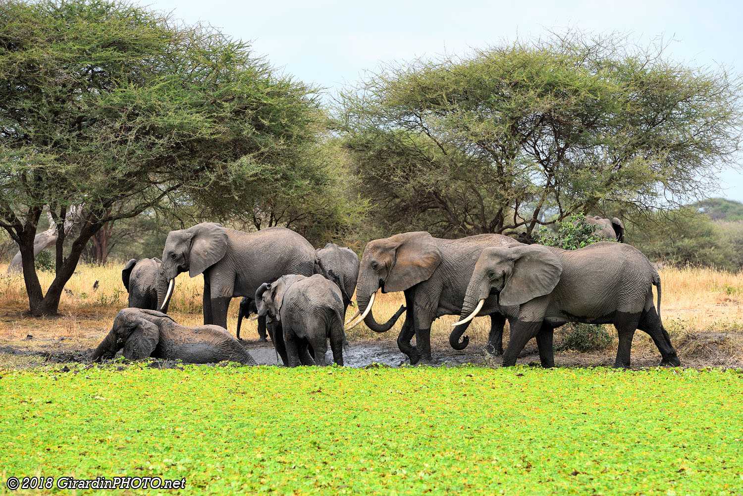 Troisième waterhole