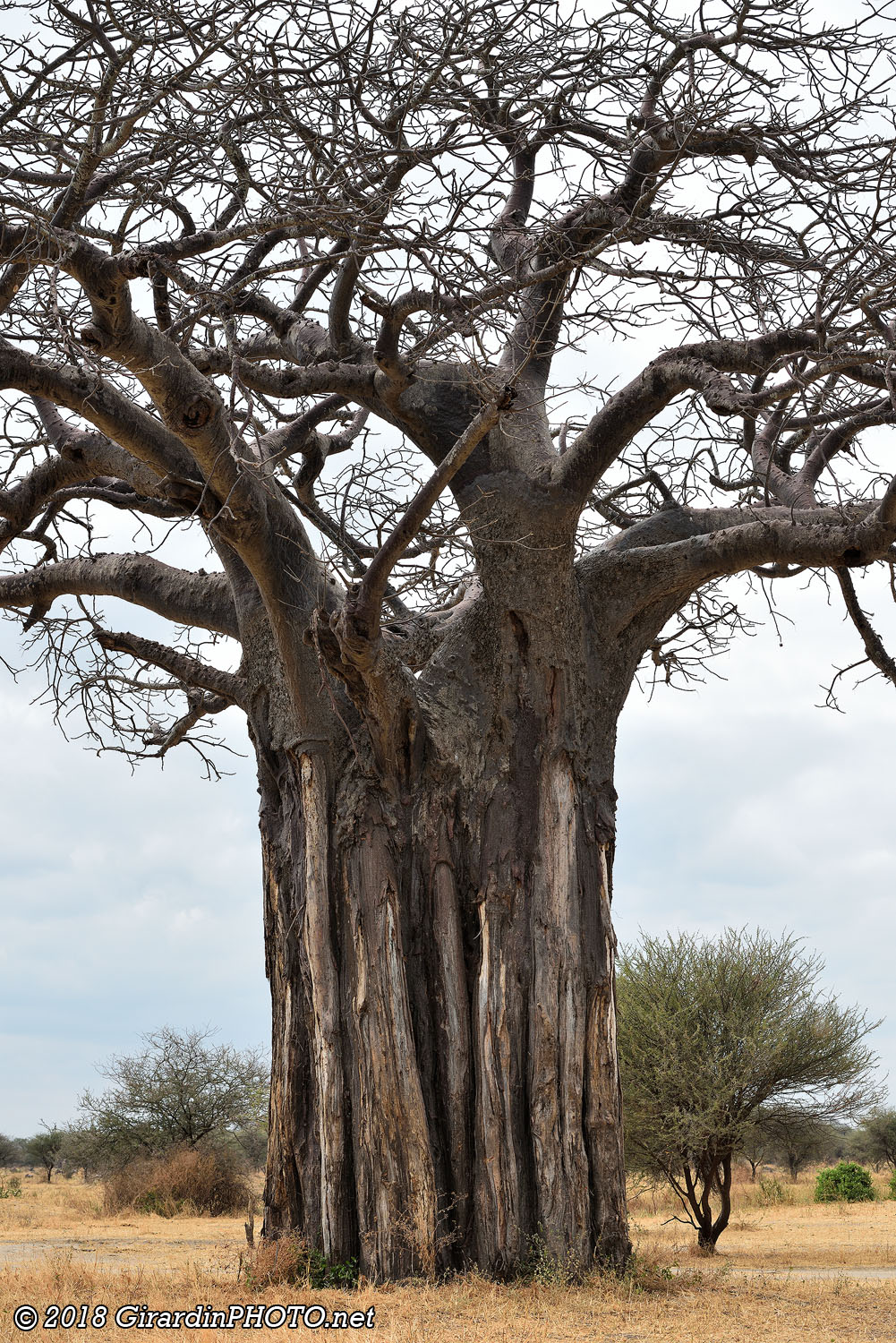 Baobabs et éléphants : l'emblème du parc