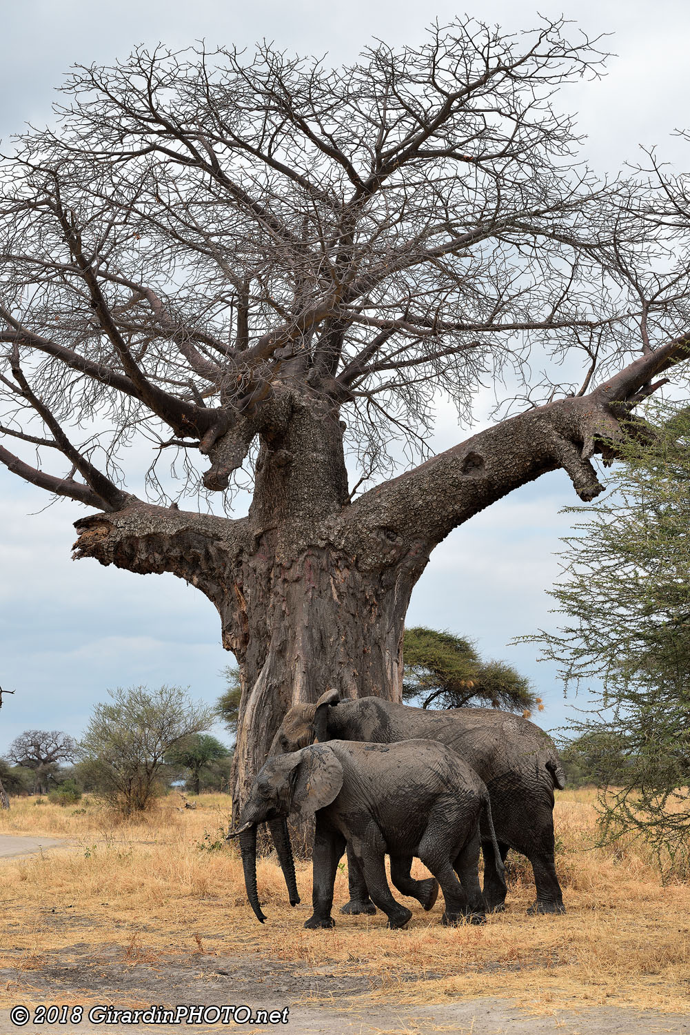 Baobabs et éléphants : l'emblème du parc