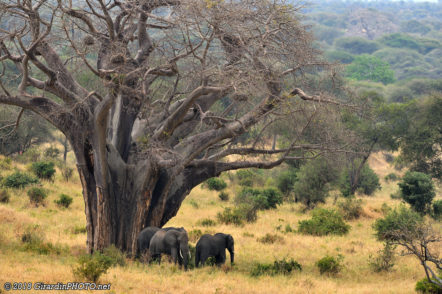 Baobabs et éléphants : l'emblème du parc