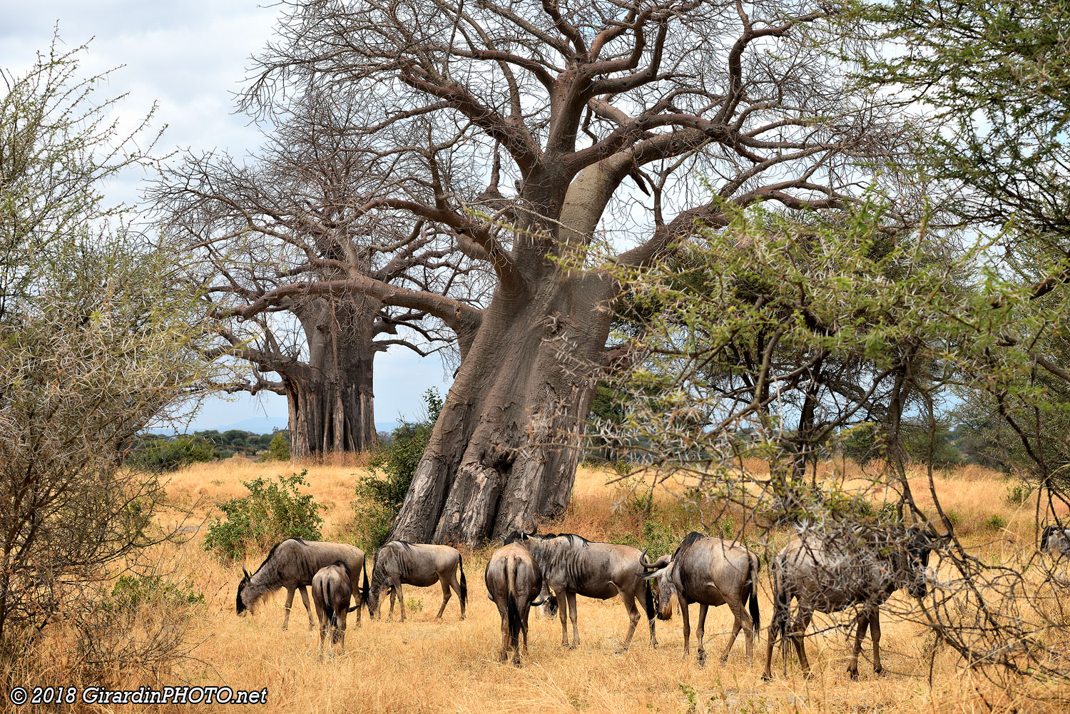 Baobabs et gnous