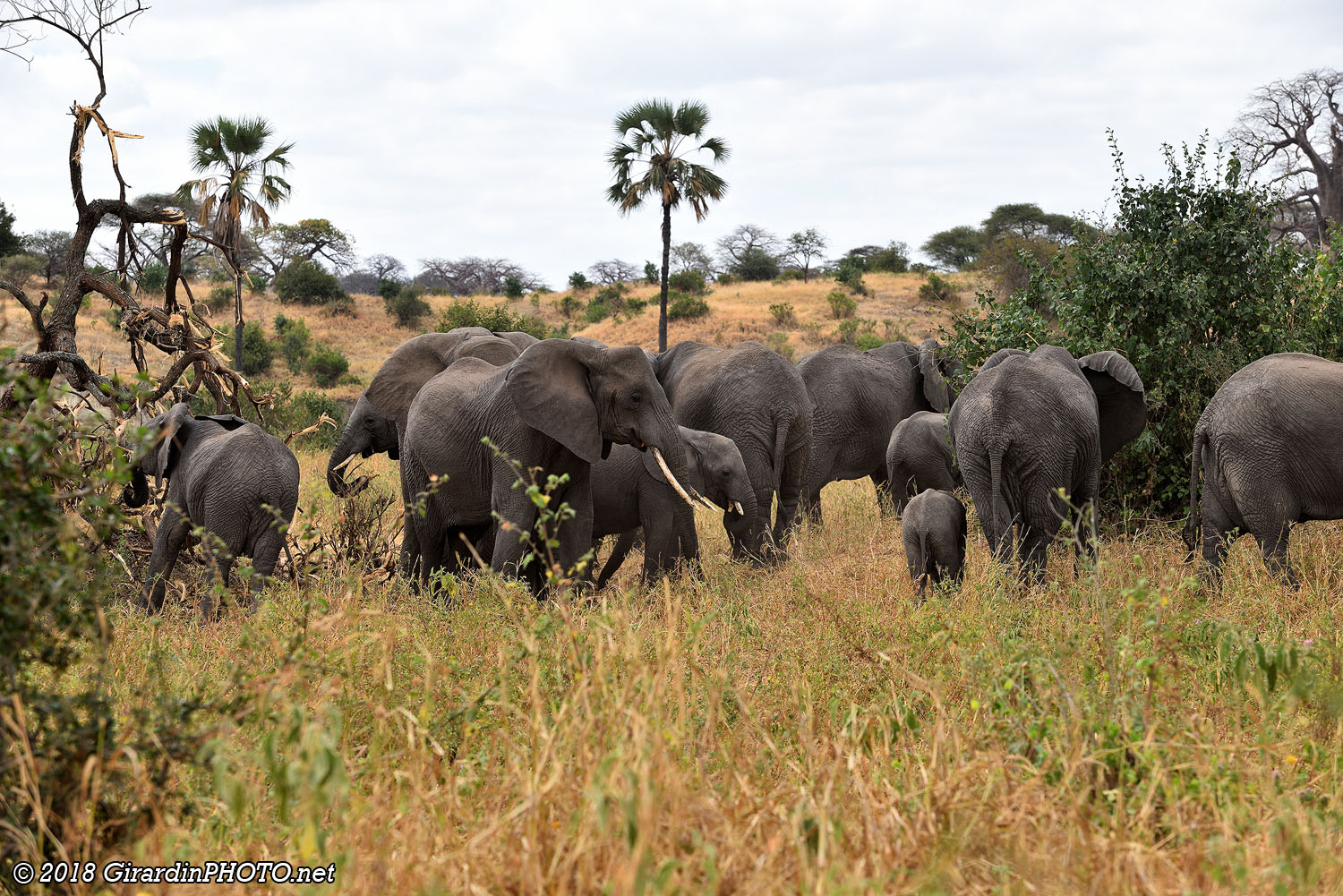 Troupeau d'éléphants