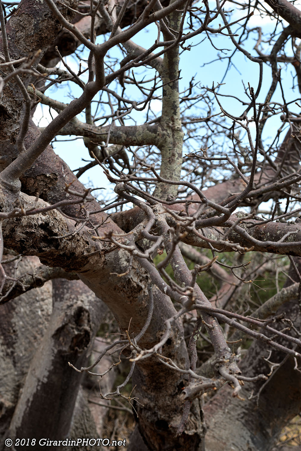 Branches de baobab