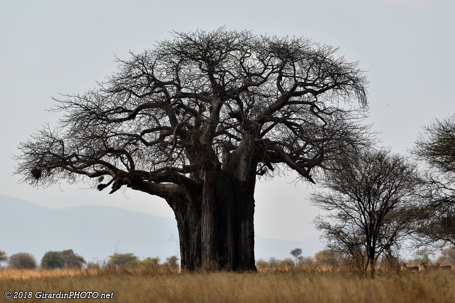 Baobabs