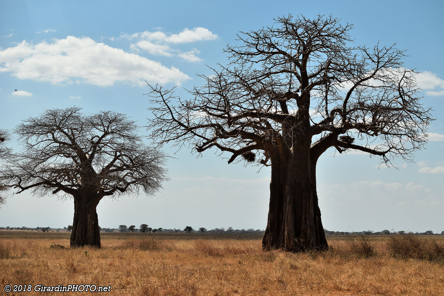 Baobabs