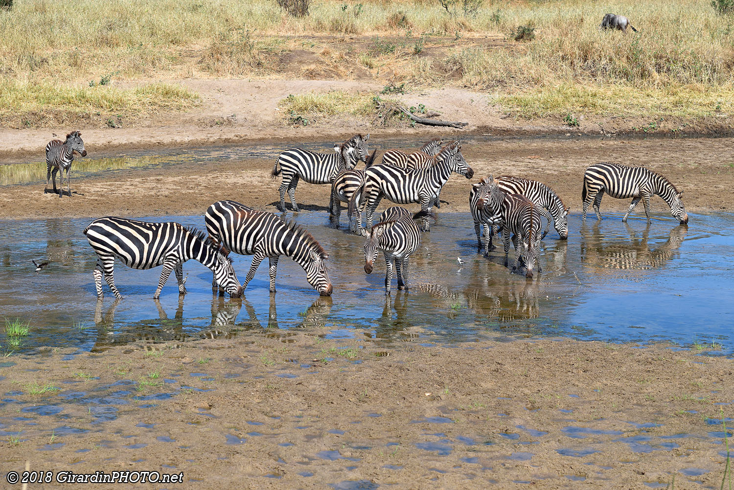 Zèbres à la Tarangire River