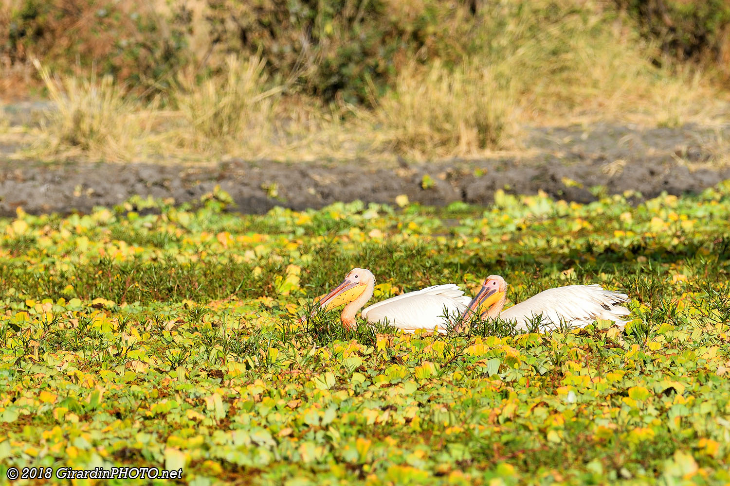 Pélicans blancs
