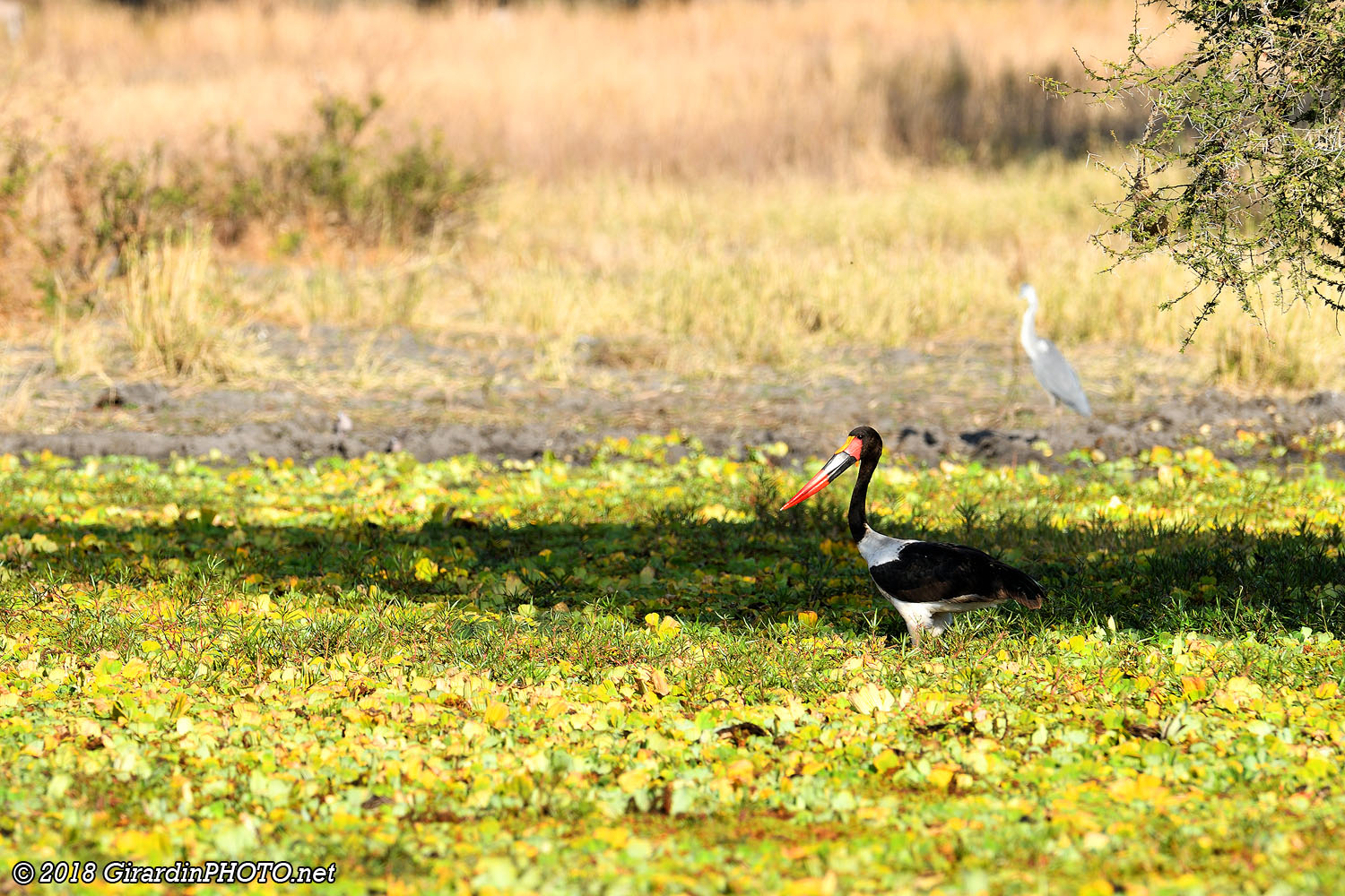 Jabiru du Sénégal