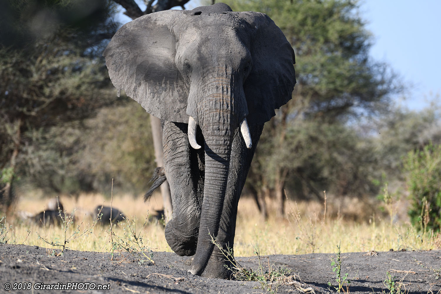 Un éléphant, c'est quand-même ...