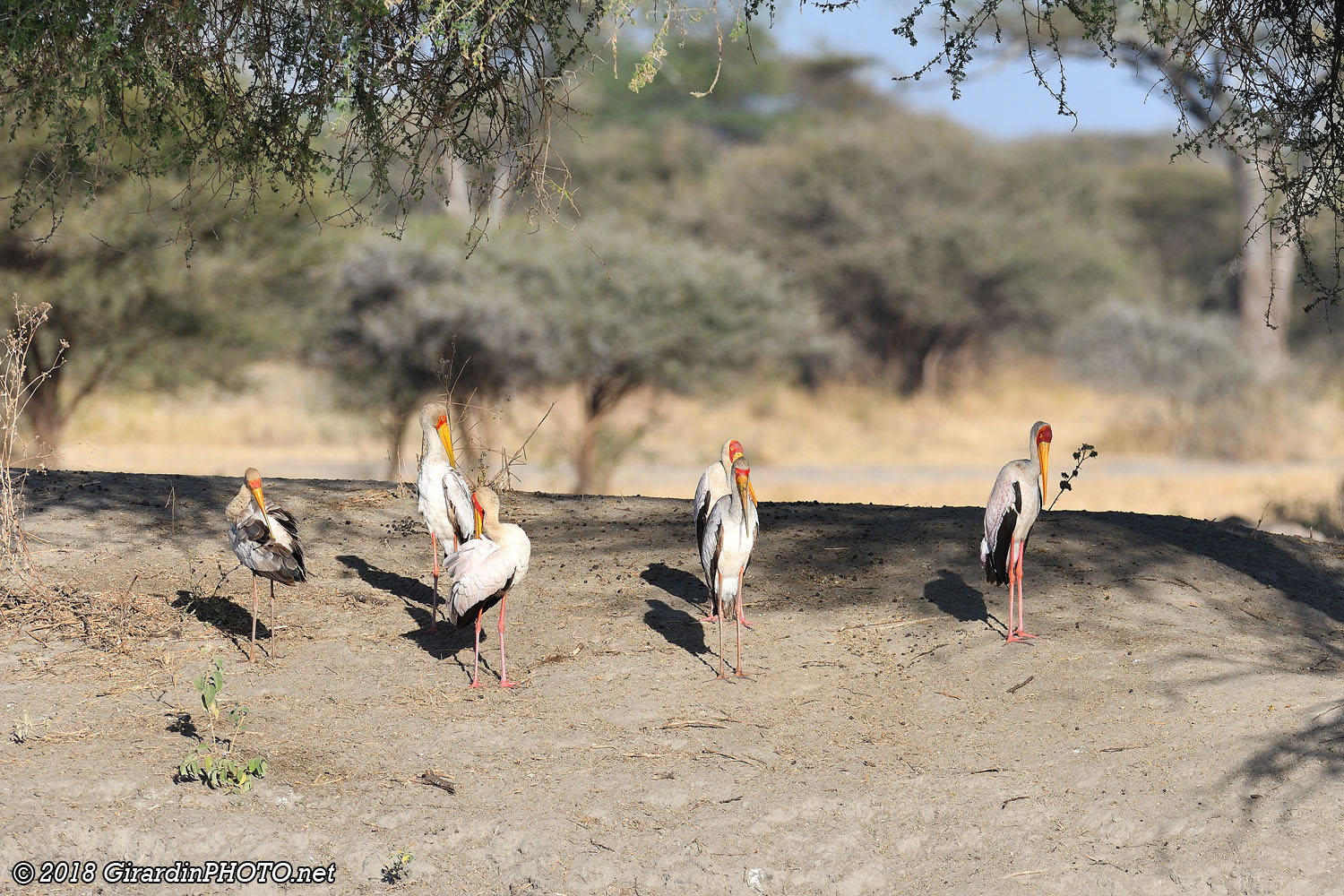 Tantales ibis