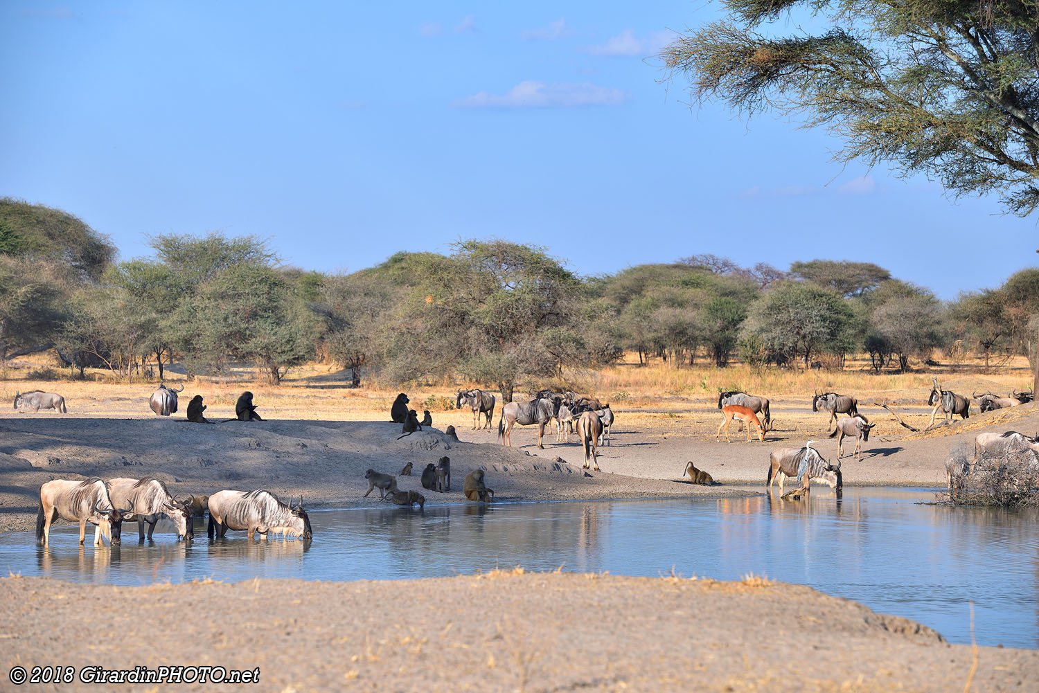 Ambiance aux waterholes west