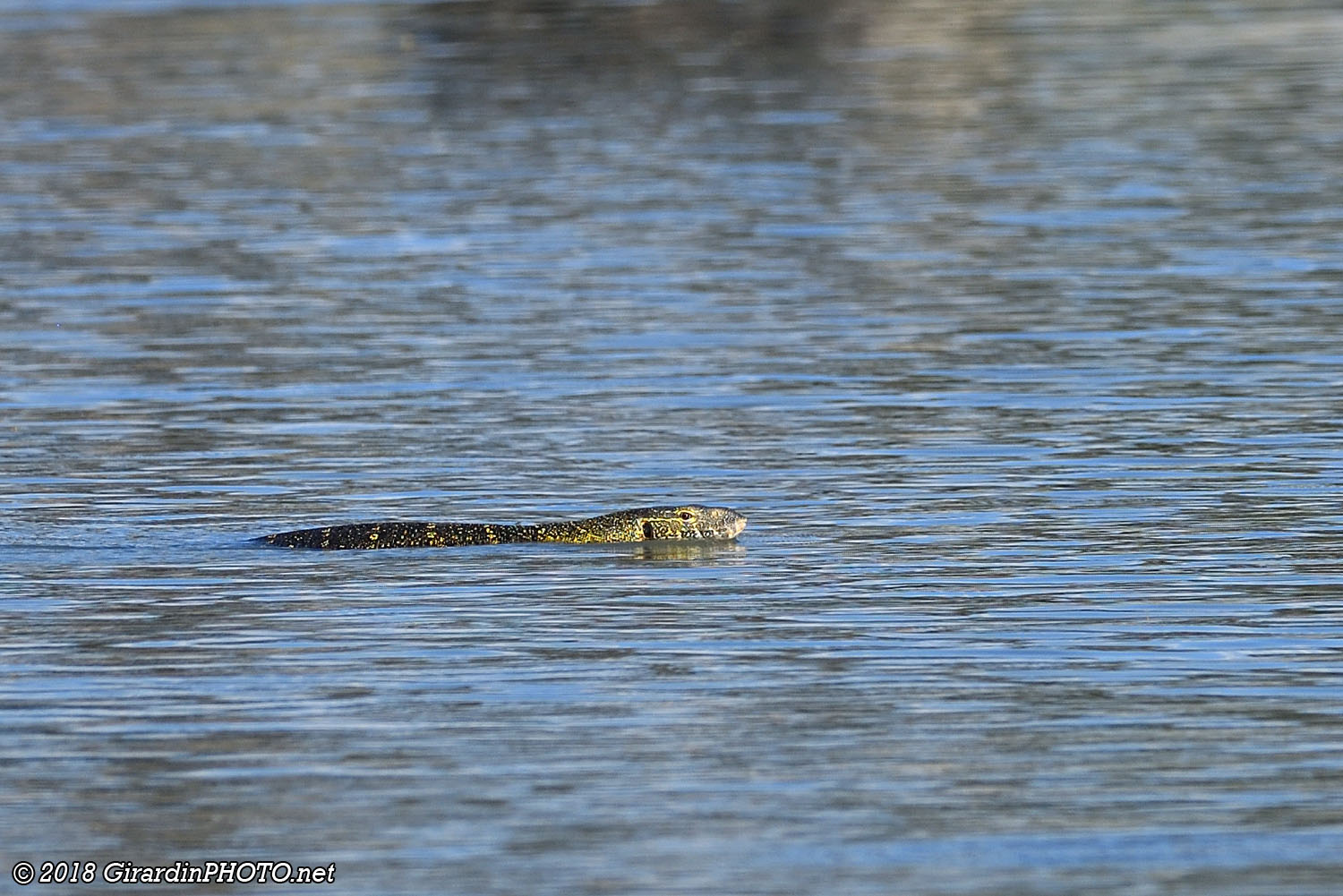 Varan du Nil