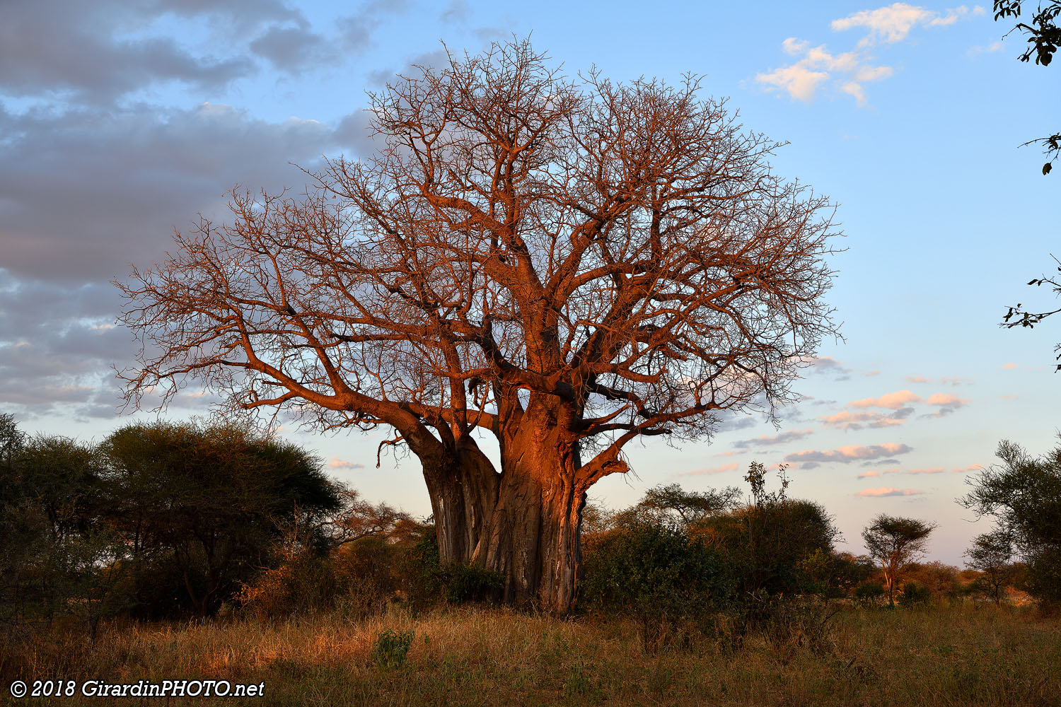 Baobab au coucher du soleil