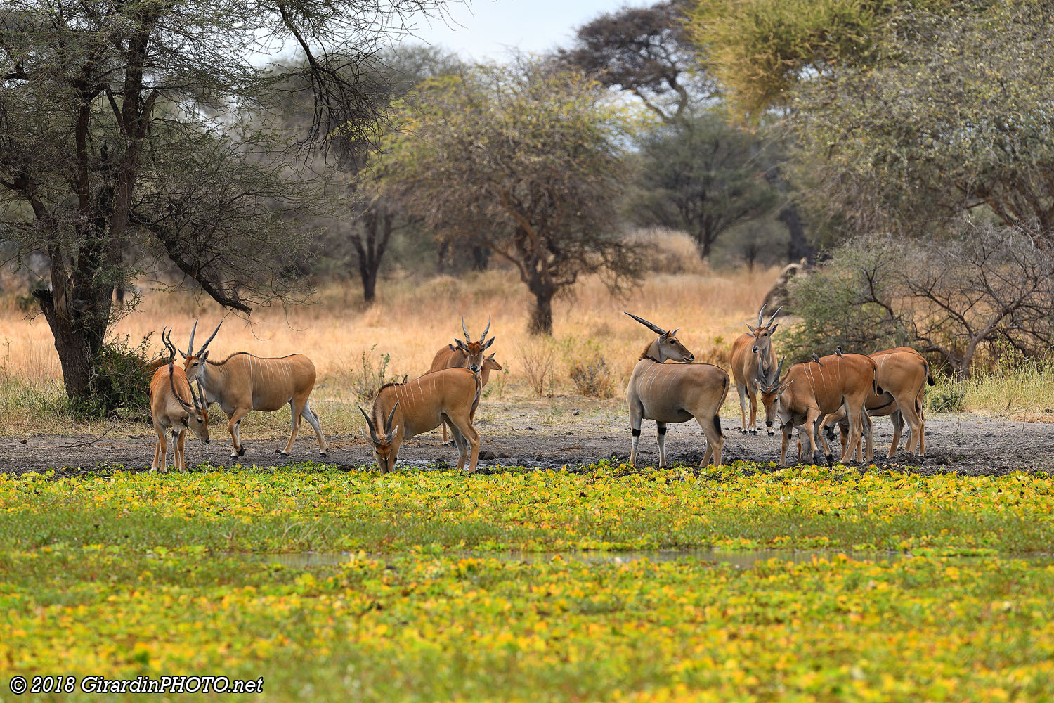 Elands du Cap