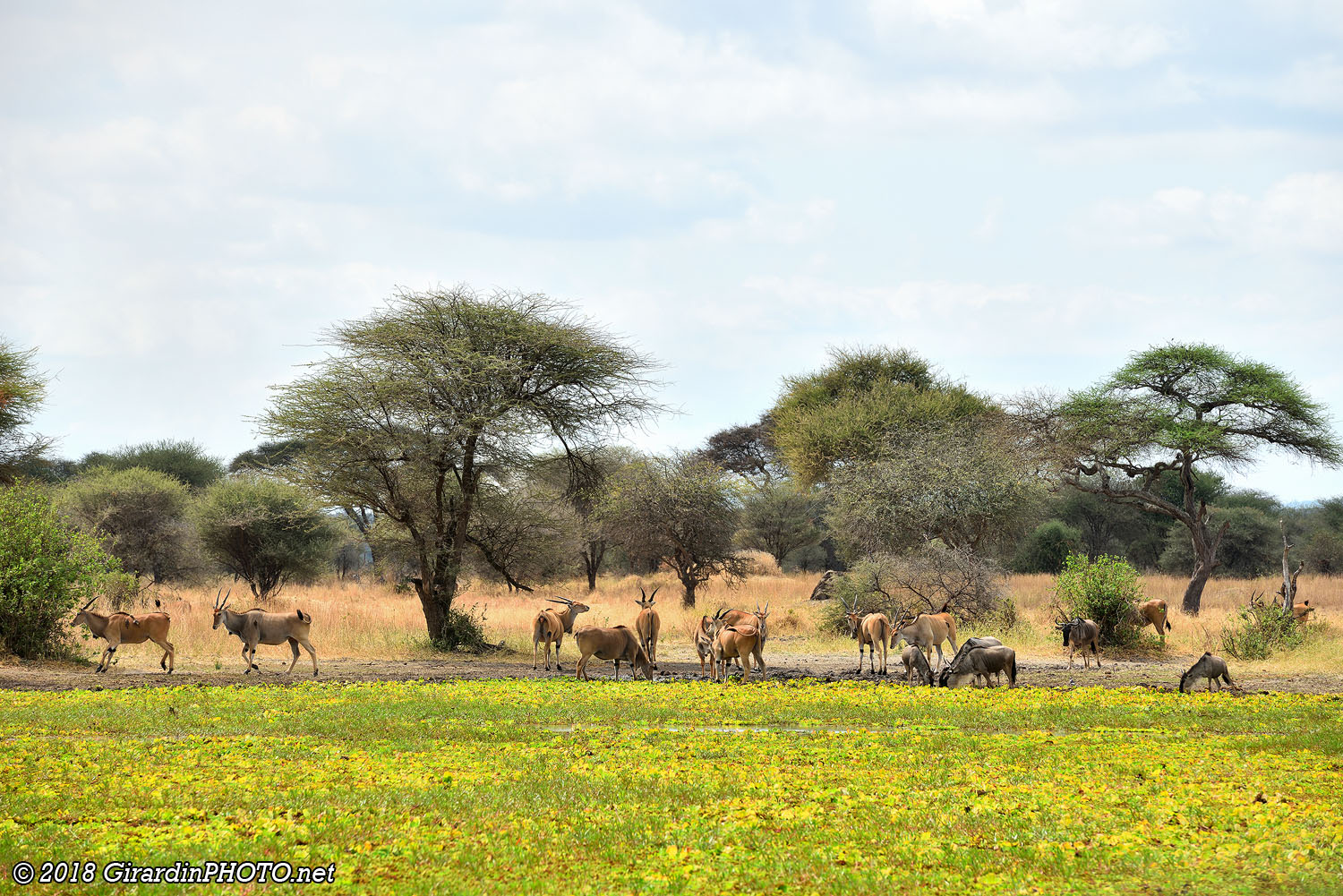 Elands du Cap