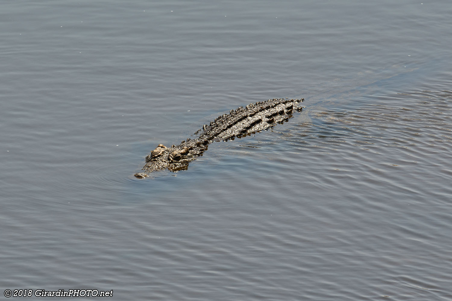 Crocodile du Nil en approche