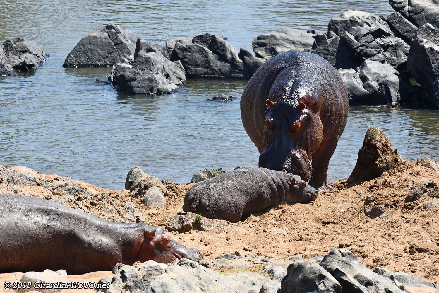 Famille d'hippopotames près de la place de pique-nique