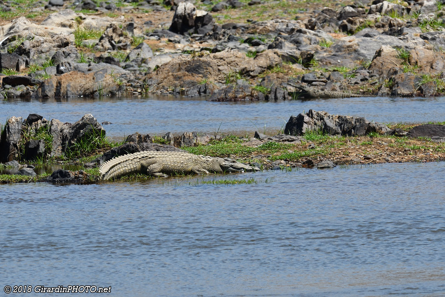 Crocodiles (il y en a un deuxième au fond à droite)