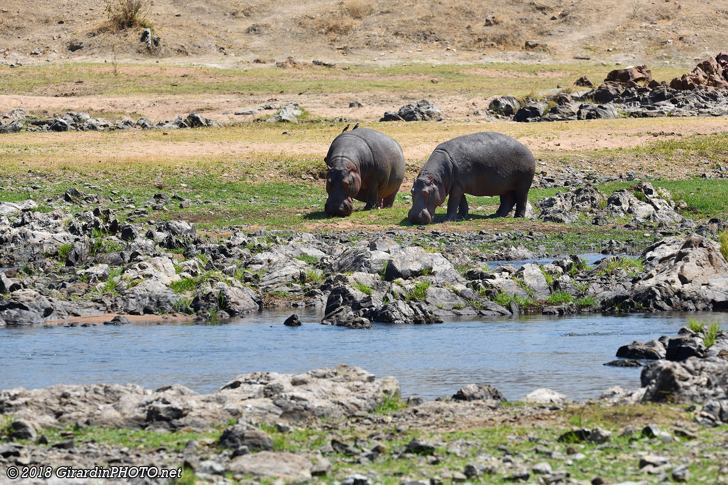 Hippo Pools