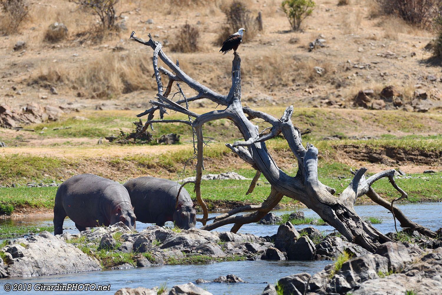 Hippopotames, aigle pêcheur vocifère et alcyon pie