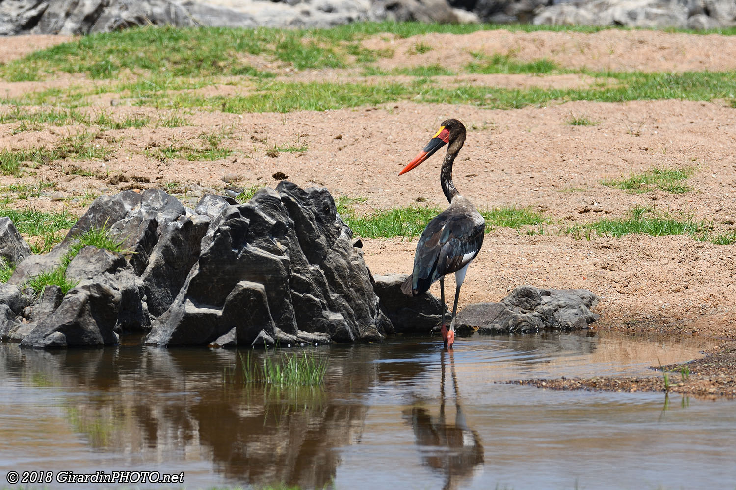 Jabiru du Sénégal près du camp